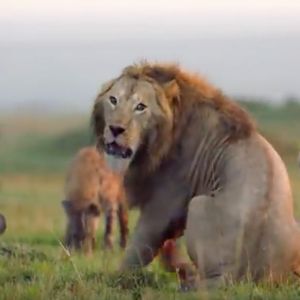 20 hien rzuca się na lwa. Wideo z ataku mrozi krew w żyłach