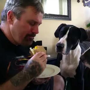 Dwa dogi niemieckie chcą zjeść kanapkę swojego taty. Ich zachowanie… leżymy ze śmiechu
