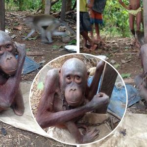 Skrajnie wychudzony orangutan spędził lata na łańcuchu. Z głodu stracił nawet włosy