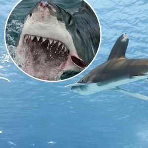 Najstraszliwsze ataki rekinów na ludzi. Włosy stają dębem…