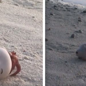 Zauważył przerażającą głowę na plaży – potem zdał sobie sprawę, że się rusza
