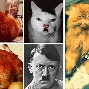 30 kotów, które do złudzenia przypominają różne osoby i rzeczy. To się nazywa podobieństwo!