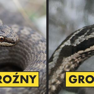 Gatunki węży, które można spotkać w Polsce. Których należy się obawiać?
