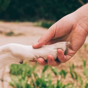 5 niezbędnych porad dotyczących dbania o psie łapki. Ta część ciała wymaga pielęgnacji!