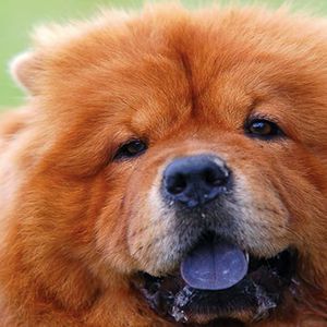 Pies z fioletowym językiem