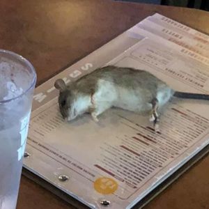 Siedziała w restauracji, kiedy nagle z sufitu prosto na jej stolik spadł żywy szczur
