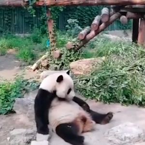 Turyści z ZOO nagrali, jak rzucają kamieniami w pandę. Chcieli, żeby zwierzak się ruszył