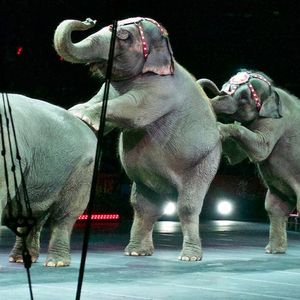 Duński rząd wykupił cztery ostatnie słonie cyrkowe w kraju. Zapłacił za to ponad 6 mln zł