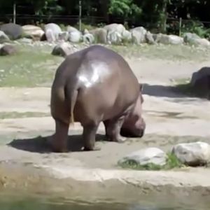 Odwiedzający ZOO wpatrują się w hipopotama, a on nagle puszcza bąka-giganta
