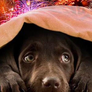 Dlaczego psy tak bardzo boją się fajerwerków? Istnieją 4 poważne powody