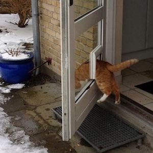 25 dowodów na to, że koty naprawdę „chodzą swoimi ścieżkami”. I to dosłownie!