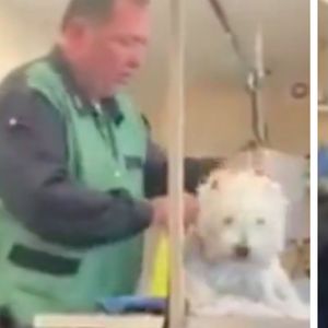 Psi fryzjer z Częstochowy maltretował psy. Po ujawnieniu materiałów wideo zniknął