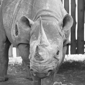 Nie żyje najstarszy nosorożec na świecie. Fausta znacznie przekroczyła średnią długość życia