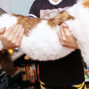 6 gigantycznych ras kotów, które wielkością przypominają swoich dzikich braci