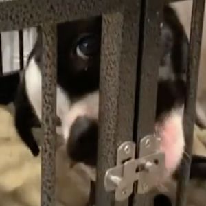 Właściciel zamknął 2 psy w klatce. Jeden z nich znalazł sprytny sposób, by się wydostać