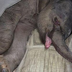 Matka dwukrotnie usiłowała zabić słoniątko.  Reakcja maluszka łamie serce