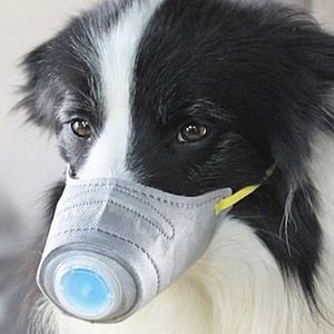 Wystraszeni Chińczycy kupują masowo maski dla psów. Koronawirus atakuje też czworonogi?