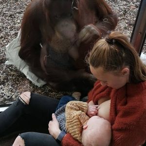 Mama karmiła piersią tuż przy klatce orangutana. Reakcja zwierzaka zaskoczyła miliony