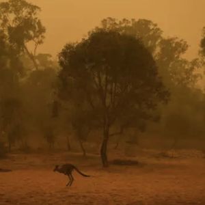 Liczba zwierząt, które spłonęły w Australii zdecydowanie wzrosła!