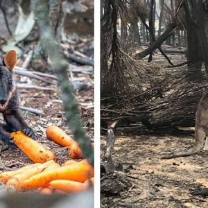Zwierzęta, które przeżyły pożary w Australii, głodują. Gdyby nie ludzie, umarłyby