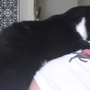 Adoptowana kotka ze schroniska całkowicie się zmieniła, gdy właścicielka zaszła w ciążę