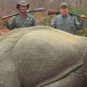 Zabił dwa młode słonie, a następnie z nimi pozował. Jego tłumaczenie zdenerwowało internautów