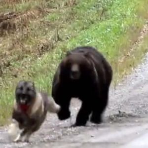Niedźwiedź wybiegł z lasu i zaczął gonić psa. Był już naprawdę blisko