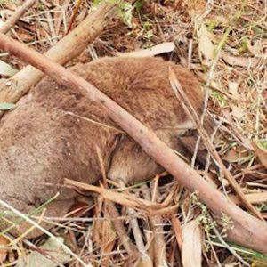 Zabili setki koali i patrzyli, jak umierają w męczarniach. Okrutne znalezisko w Australii