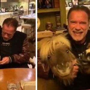 Arnold Schwarzenegger, osiołek i kucyk apelują o pozostanie w domu