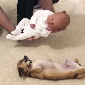 Pies po raz pierwszy widzi noworodka. W końcu czworonóg nie wytrzymuje