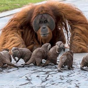 Zdjęcia z belgijskiego zoo obiegły Internet. Niezwykła relacja orangutanów z wydrami