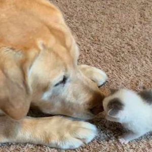 12-letni labrador spotyka dwudniowe kocię. Jego reakcji przygląda się właścicielka