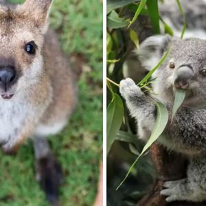 19 zdjęć australijskich zwierząt, dzięki którym zmienisz zdanie o tym kraju