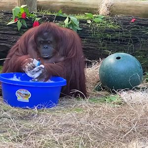 34-letnia orangutanka uczy, jak myć ręce. Niezwykłą chwilę uwieczniło sanktuarium