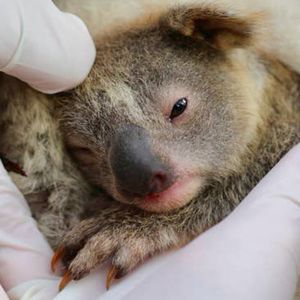 W Australii na świat przyszła pierwsza koala od czasu straszliwych pożarów