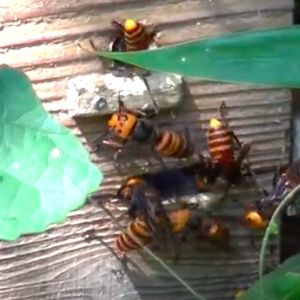 Sfilmował z bliska, jak mordercze szerszenie azjatyckie atakują pszczeli ul. Przerażające nagranie