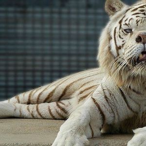 Nazwano go najbrzydszym tygrysem świata. Jego nietypowy wygląd skrywa smutną prawdę
