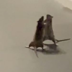 szczury walczą
