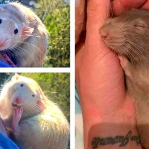 20 przesłodkich szczurów, przez które rozpływamy się z rozkoszy