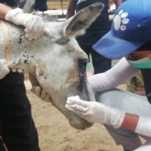 Znaleziono konającego osła. Torturowany zwierzak to ofiara gry politycznej