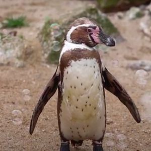 Pingwiny bawiące się bańkami mydlanymi to wszystko, czego dziś potrzebujemy