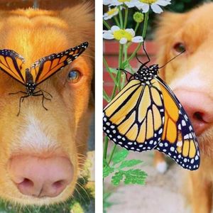 Pies o wrażliwej duszy przyjaźni się ze wszystkimi motylami żyjącymi w jego ogrodzie