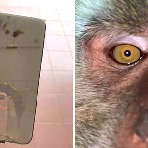 Znalazł telefon, który zgubił w dżungli. W środku znalazł dziwne zdjęcia robione przez małpę!