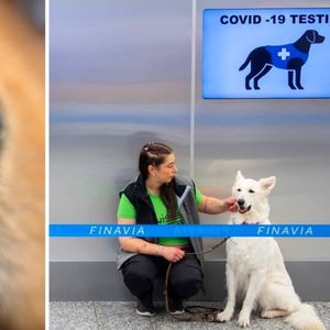 Lotnisko używa psów do wykrywania koronawirusa u pasażerów. Bez pobierania krwi i wymazów!