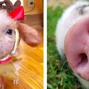 19 zdjęć, dzięki którym bez pamięci zakochasz się w świnkach