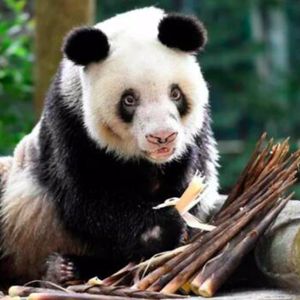 Zmarła najstarsza panda na świecie. Była mamą 36 małych pandziątek