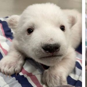 To bliźniaki! W ZOO na świat przyszły wyjątkowe niedźwiadki polarne