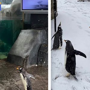 Podekscytowane pingwiny zwiedzają puste ZOO, które zamknięto z powodu burzy śnieżnej