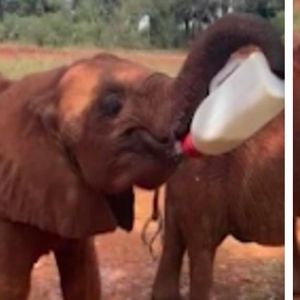 Osierocone słoniątko próbuje samo trzymać swoją butelkę mleka. Co za urocza chwila