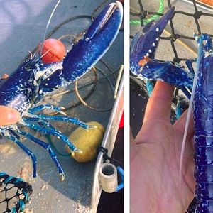 Rybak wyłowił z morza bajecznego homara. Taki okaz trafia się raz na kilka milionów